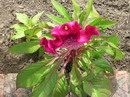 Jewel box,Century mix,New Look,Pink Castle
